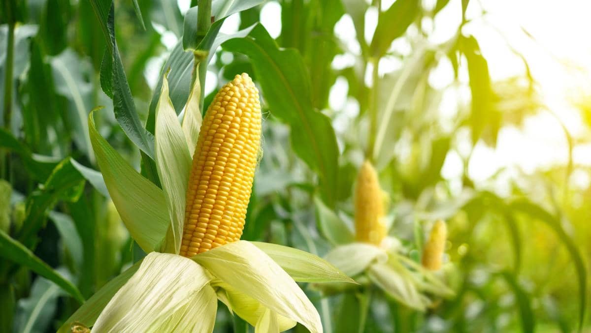 Maize agriculture getting entangled in the web of GM maize, leaving behind the secure future of non-GM maize