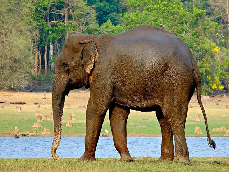Major accident in Andhra Pradesh: 5 killed, many injured in elephant attack