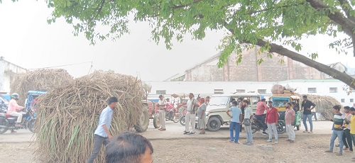 After the protest by farmers, sugarcane weighing started again in Lauria sugar mill.