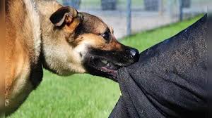 5 lakh compensation for death due to dog bite: Karnataka government takes a big decision, Supreme Court also gives strict orders
