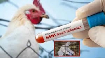 H5N1 bird flu may spread to humans, study reveals new information