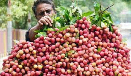 'Stink Bug' Attacks Bihar's Shahi Litchi; Central Government Goes into Action Mode