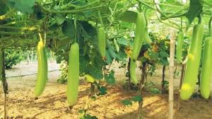 Pumpkin farming has become a means of progress for farmers in Bhojpur's Dhusriya village, Lorik Paswan becomes an example