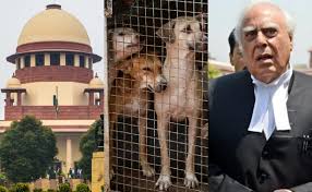 The Supreme Court reserved its decision on the petition seeking stay on the order to remove stray dogs from the streets, saying the issue will have to be raised responsibly