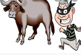 Bhore/Gopalganj update: Unknown thieves stole a buffalo, FIR lodged
