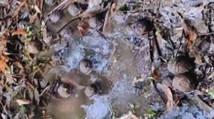 Huge cache of crude bombs and rifles recovered in South 24 Parganas; security agencies on high alert ahead of elections
