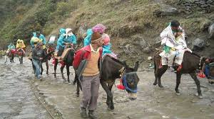 There is a threat of equine influenza on the Kedarnath Yatra route, 24-hour ban on the movement of horses and mules