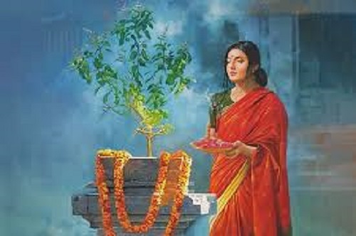 Tulsi Pujan Day: Importance and rules of worshiping Tulsi plant in Hinduism